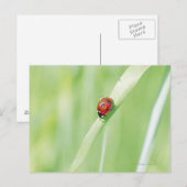 Ladybug Briefkaart (Voorkant / Achterkant)