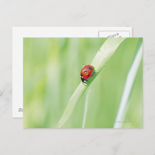 Ladybug Briefkaart (Voorkant / Achterkant)