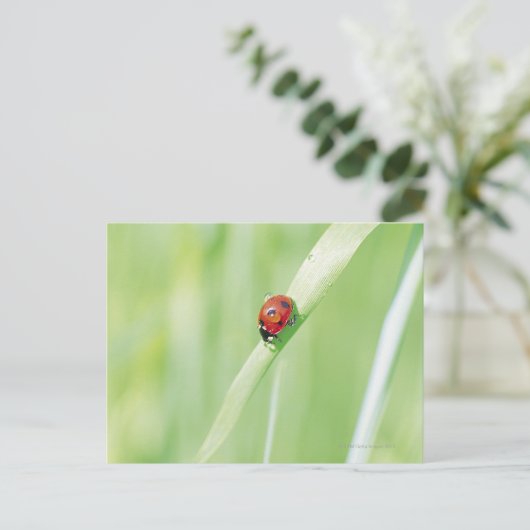 Ladybug Briefkaart (Staand voorkant)