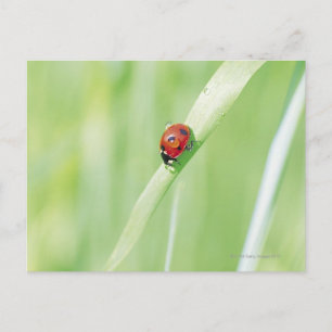 Ladybug Briefkaart