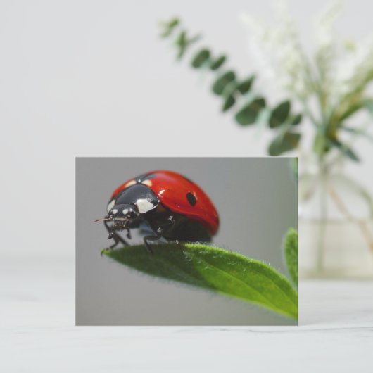 Ladybug-Briefkaart Briefkaart (Staand voorkant)