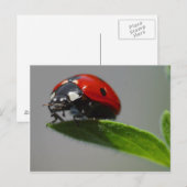 Ladybug-Briefkaart Briefkaart (Voorkant / Achterkant)