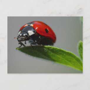 Ladybug-Briefkaart Briefkaart