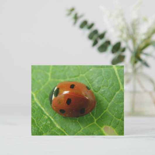Ladybug-Briefkaart Briefkaart (Staand voorkant)