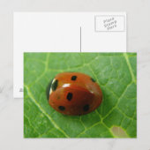 Ladybug-Briefkaart Briefkaart (Voorkant / Achterkant)