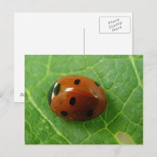 Ladybug-Briefkaart Briefkaart (Voorkant / Achterkant)