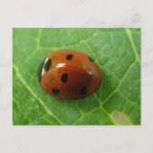 Ladybug-Briefkaart Briefkaart (Voorkant)