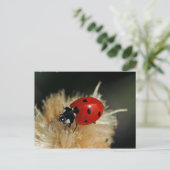 Ladybug-briefkaart Briefkaart (Staand voorkant)