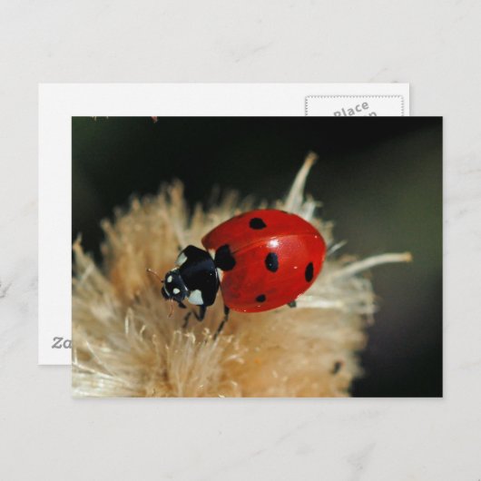 Ladybug-briefkaart Briefkaart (Voorkant / Achterkant)