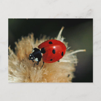 Ladybug-briefkaart Briefkaart