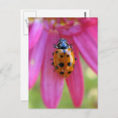 Ladybug-Briefkaart Briefkaart (Voorkant / Achterkant)