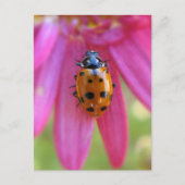 Ladybug-Briefkaart Briefkaart (Voorkant)