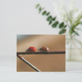 Ladybug Buddies Natuur Fotografie Briefkaart (Staand voorkant)