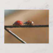 Ladybug Buddies Natuur Fotografie Briefkaart (Voorkant)