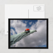 Ladybug Calm vóór het Briefkaart van het Storm (Voorkant / Achterkant)