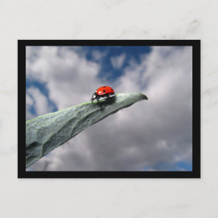 Ladybug Calm vóór het Briefkaart van het Storm