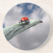 Ladybug Calm vóór het Onderzetter van het Storm (Voorkant)