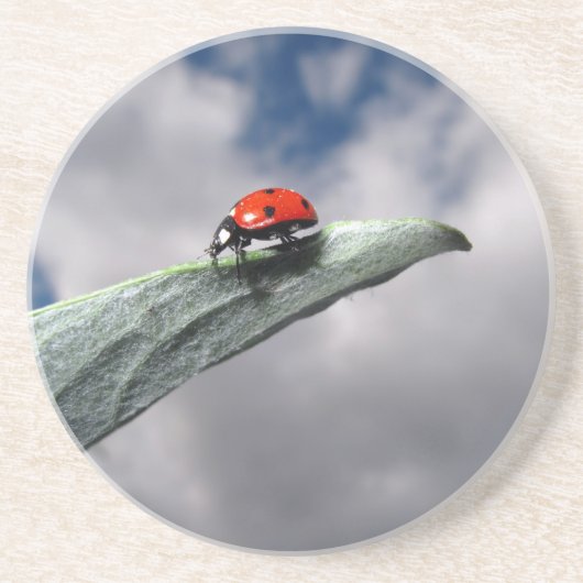 Ladybug Calm vóór het Onderzetter van het Storm (Voorkant)