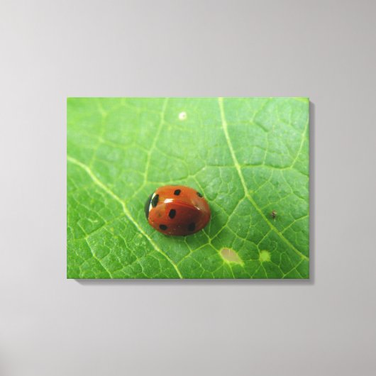 Ladybug Canvas afdrukken (Voorkant)