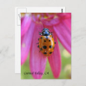 Ladybug Carmel Valley, CA-Briefkaart Briefkaart (Voorkant / Achterkant)