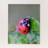 Ladybug Close-up, Jigzaag Puzzle Legpuzzel (Verticaal)