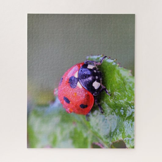 Ladybug Close-up, Jigzaag Puzzle Legpuzzel (Verticaal)