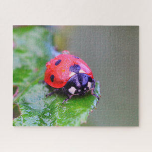 Ladybug Close-up, Jigzaag Puzzle Legpuzzel