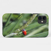 Ladybug (Coccinellidae) Case-Mate iPhone Case (Achterkant (horizontaal))