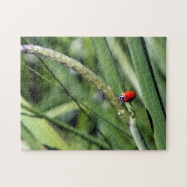 Ladybug (Coccinellidae) Legpuzzel