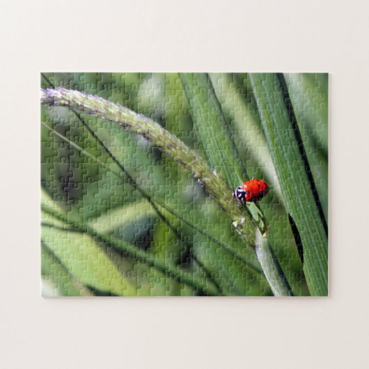 Ladybug (Coccinellidae) Legpuzzel (Horizontaal)