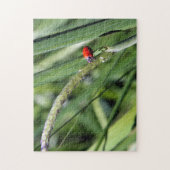Ladybug (Coccinellidae) Legpuzzel (Verticaal)