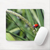 Ladybug (Coccinellidae) Muismat (Met muis)