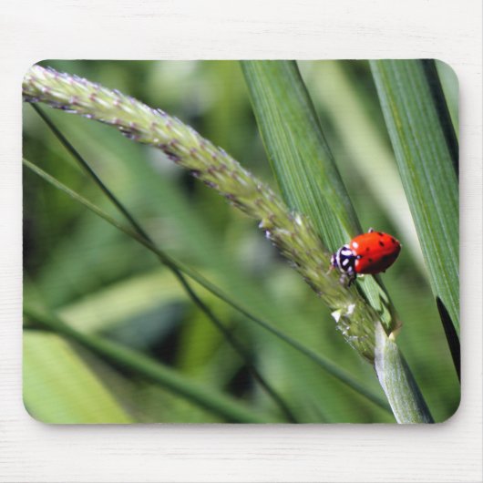 Ladybug (Coccinellidae) Muismat (Voorkant)