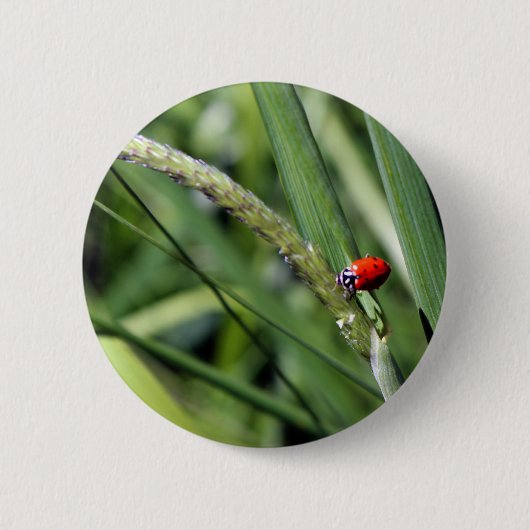 Ladybug (Coccinellidae) Ronde Button 5,7 Cm (Voorkant)