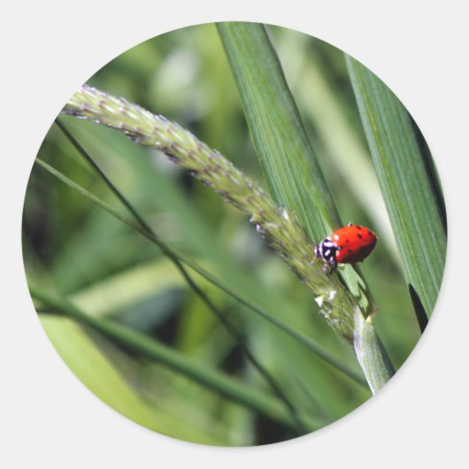 Ladybug (Coccinellidae) Ronde Sticker (Voorkant)