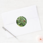Ladybug (Coccinellidae) Ronde Sticker (Envelop)