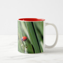 Ladybug (Coccinellidae) Tweekleurige Koffiemok
