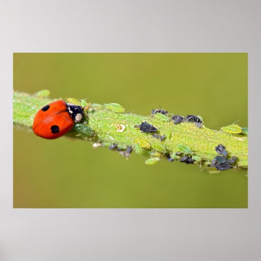 Ladybug-eetbladluizen Poster (Voorkant)
