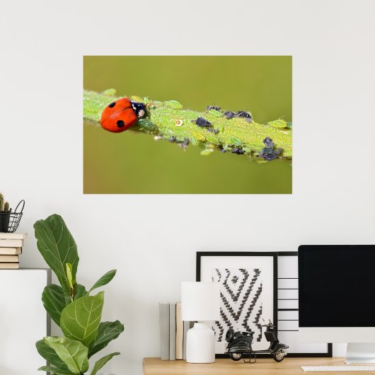 Ladybug-eetbladluizen Poster (Thuiskantoor)