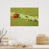 Ladybug-eetbladluizen Poster (Keuken)