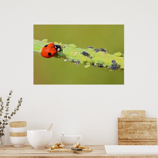 Ladybug-eetbladluizen Poster (Keuken)