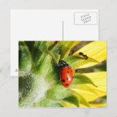 Ladybug en Ant Briefkaart (Voorkant / Achterkant)