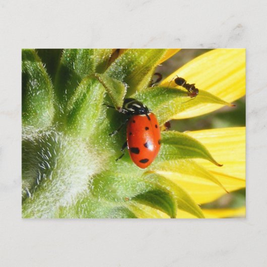 Ladybug en Ant Briefkaart (Voorkant)