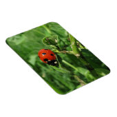 Ladybug en Aphids Magneet (Rechterzijde)