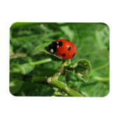 Ladybug en Aphids Magneet (Horizontaal)