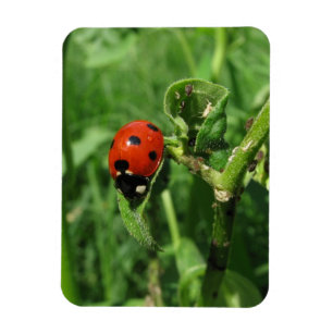 Ladybug en Aphids Magneet