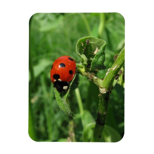 Ladybug en Aphids Magneet (Verticaal)