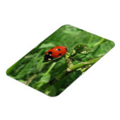 Ladybug en Aphids Magneet (Linkerzijde)
