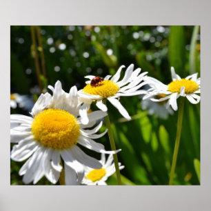 Ladybug en Daisies Poster