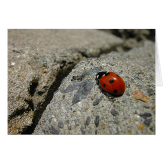 ladybug en de kurb (stoep)